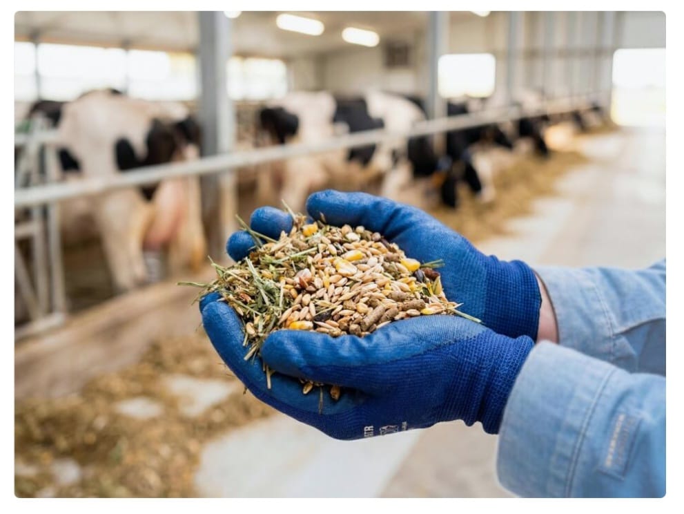 Animal Feeds